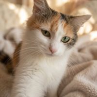Donne adorable femelle calico #3