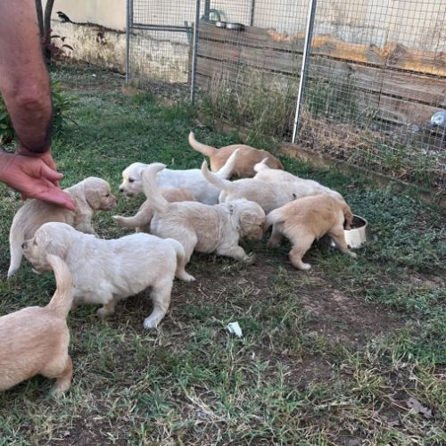 Type golden retriever