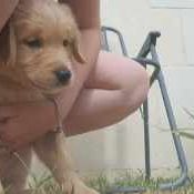 Type golden retriever