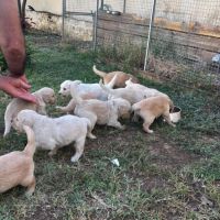 Type golden retriever