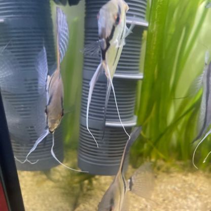 Scalaire pour aquarium