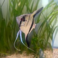 Scalaire pour aquarium #1