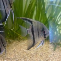 Scalaire pour aquarium #2
