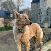 Chiots golden croisés malinois #8