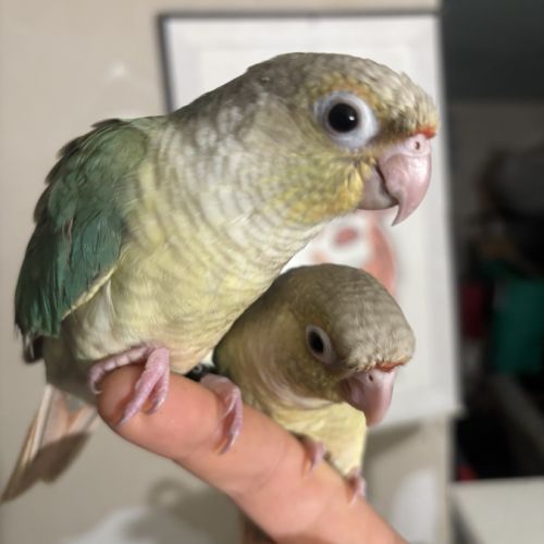 Conure eam apprivoisé 2026 #3