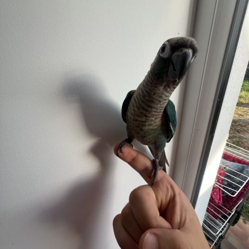 Conure eam apprivoisé 2026 #4