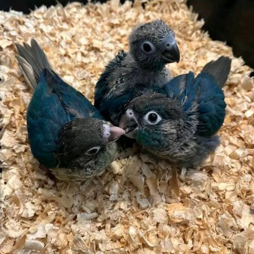 Conure eam apprivoisé 2026 #6