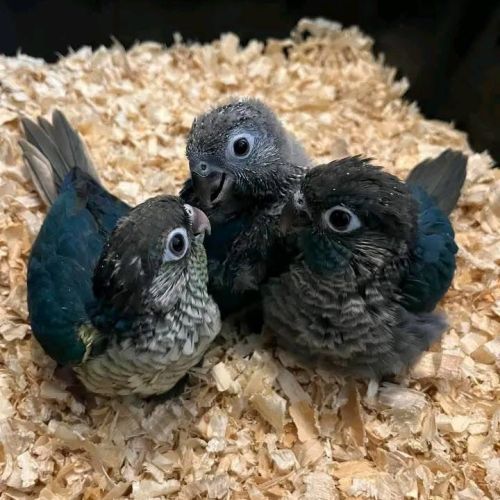 Conure eam apprivoisé 2026 #7
