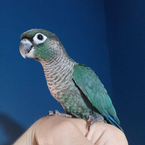 Conure eam apprivoisé 2026 #0