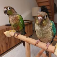 Conure eam apprivoisé 2026 #1