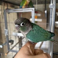 Conure eam apprivoisé 2026 #2