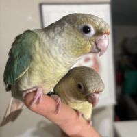 Conure eam apprivoisé 2026 #3