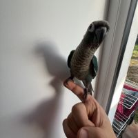 Conure eam apprivoisé 2026 #4