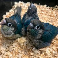 Conure eam apprivoisé 2026 #5