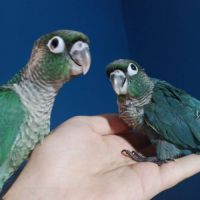 Conure eam apprivoisé 2026 #9