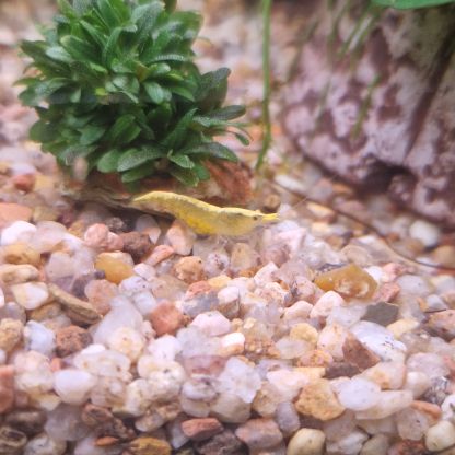 Crevettes neocaridina yellow neon #2