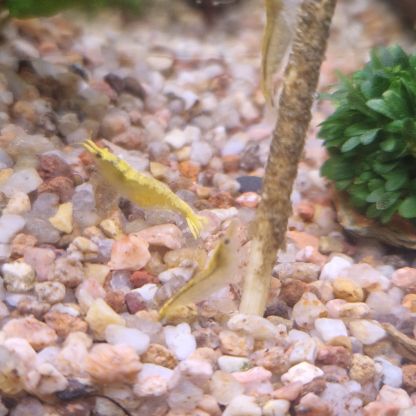 Crevettes neocaridina yellow neon #3