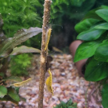 Crevettes neocaridina yellow neon