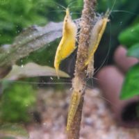 Crevettes neocaridina yellow neon #1