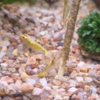 Crevettes neocaridina yellow neon #3