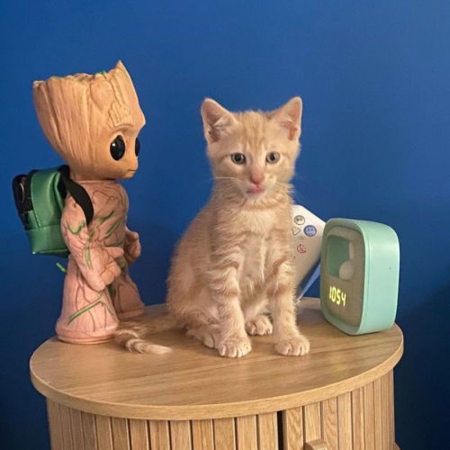 Orso, adorable chaton à l'adoption #0