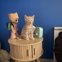 Orso, adorable chaton à l'adoption #1