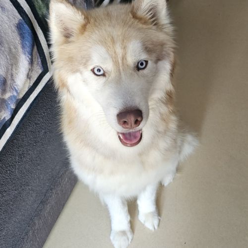 Donne husky mâle #0