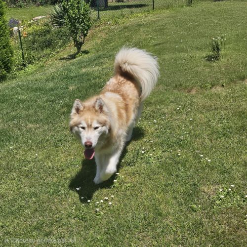 Donne husky mâle #2