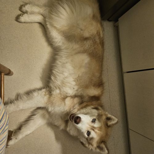Donne husky mâle #3