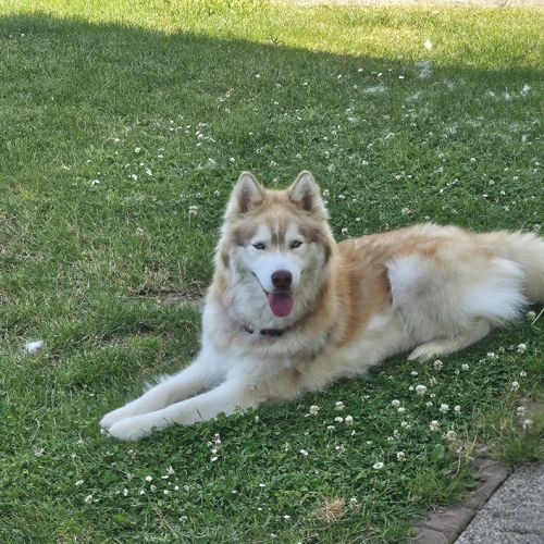 Donne husky mâle #4