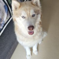 Donne husky mâle