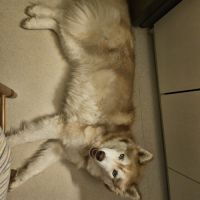 Donne husky mâle #3