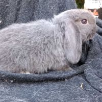 Bbs géants papillons français et minilops pur race #0