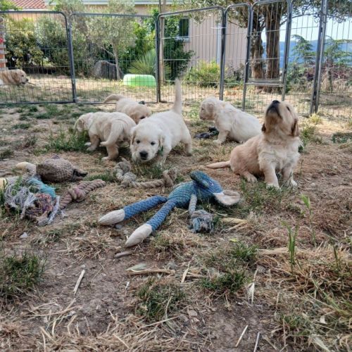 Magnifiques golden retriever lof #3