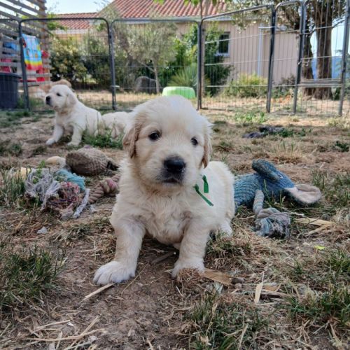 Magnifiques golden retriever lof #4