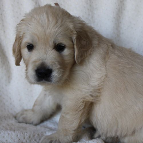 Magnifiques golden retriever lof #8