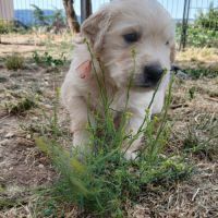 Magnifiques golden retriever lof #1