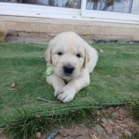 Magnifiques golden retriever lof #2