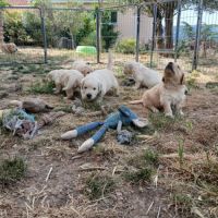 Magnifiques golden retriever lof #3