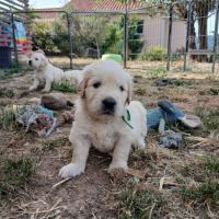 Magnifiques golden retriever lof #4