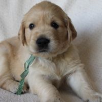 Magnifiques golden retriever lof #5