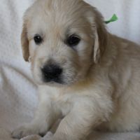 Magnifiques golden retriever lof #6