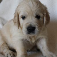 Magnifiques golden retriever lof