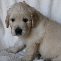 Magnifiques golden retriever lof #8