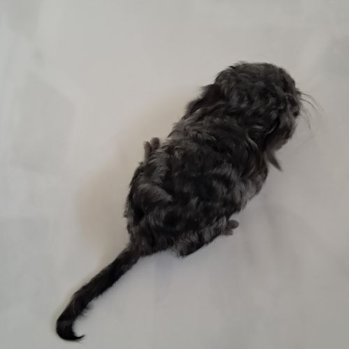 Chinchilla curl frisé #1