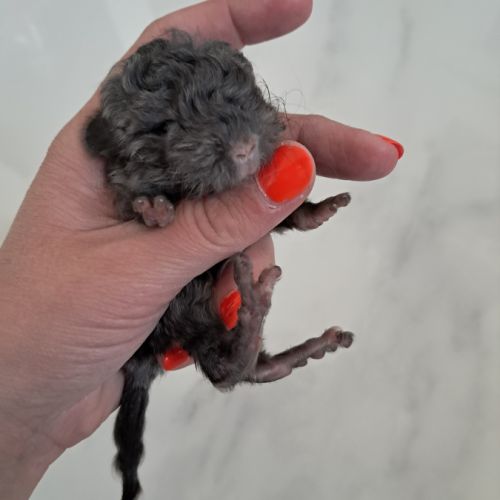 Chinchilla curl frisé