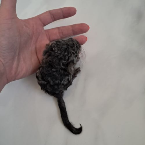 Chinchilla curl frisé #4