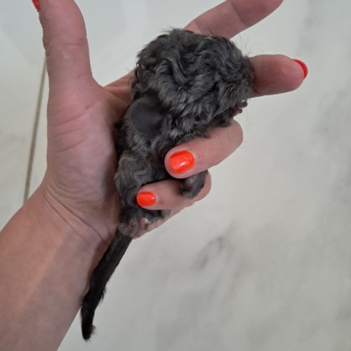 Chinchilla curl frisé #5