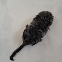 Chinchilla curl frisé #1