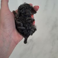 Chinchilla curl frisé #3